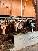 Feedstar Futterband für den Stall *Diverse Längen* - NEU