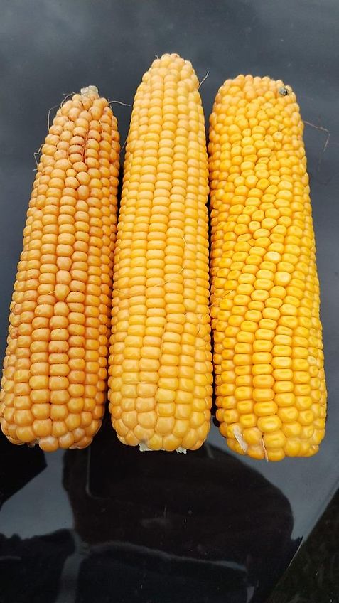 Tehnos 280cm Schlegelmulcher Hydraulische Seitenversscheibung 640mm Heckgerät mit 2 Geschraubten Schlagleisten 540 Zapfwelle