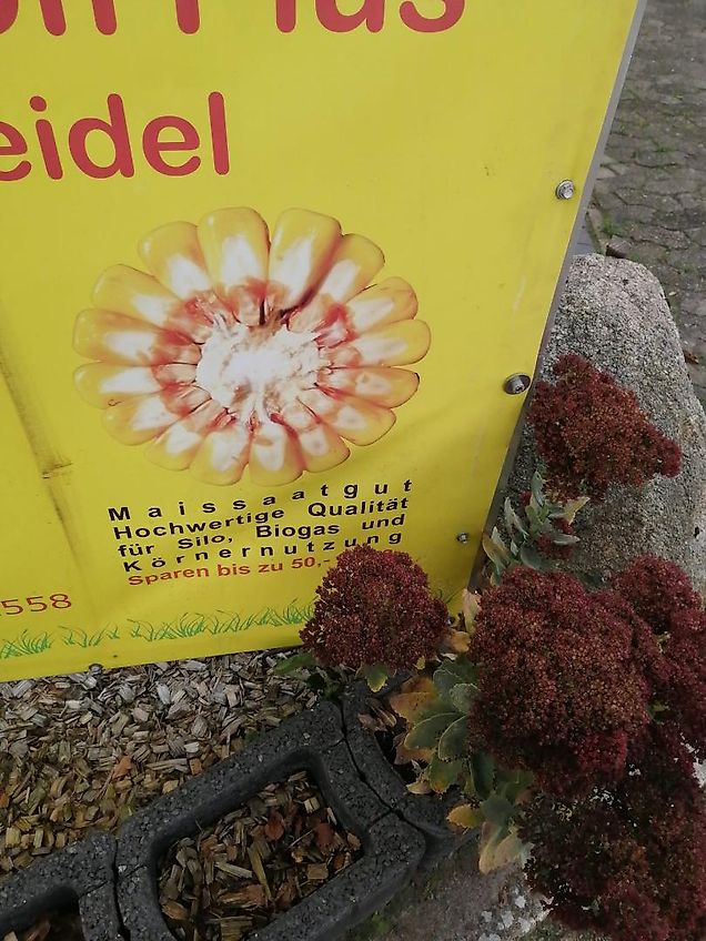 Heilers Heilers Durchtriebsgrubber 250 cm 6 Flügelschare 2 balkig Heckgrubber Kurzgrubber Frontgrubber Durchtriebsgrubber kein Horsch Lemken Amazone TL Becker Rau Rabe Kotte