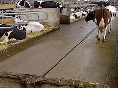 Prinzing Entmistungsanlage,Schieberanlage,Mistschieber,Entmistung