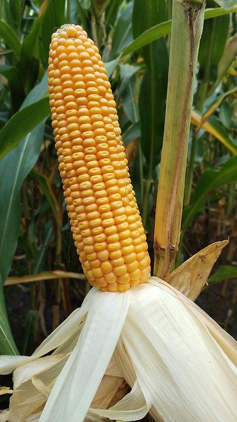 Bressel und Lade Keine Bressel Erdschaufel 245cm Schaufelbreite Schürfleiste Euroaufnahme Euroadapter 2 Mittelstege Schwergutschaufel Ladeschaufel Leichtgutschaufel 245cm Schürfleiste Frabschäden