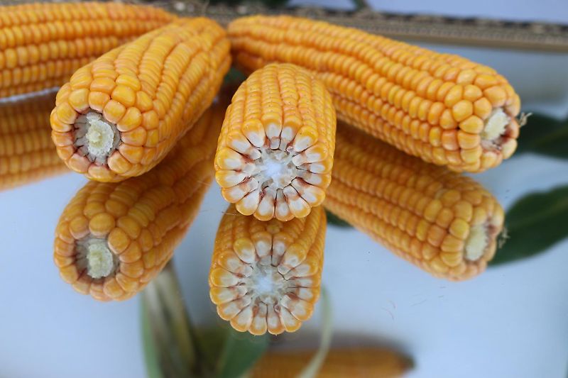 Lemken Howard Kurzgrubber 2Balkig Mit Stützräder Eisenbereift 3m Arbeitsbreite Frontgrubber Heckgrubber mit ZapfwellendurchtriebKein Amazeone Rabe Lemken Sapihr Becker Kotte Kerner Horsch