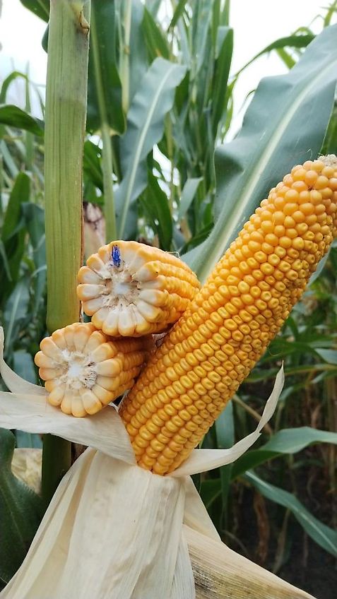 Lemken Howard Kurzgrubber 2Balkig Mit Stützräder Eisenbereift 3m Arbeitsbreite Frontgrubber Heckgrubber mit ZapfwellendurchtriebKein Amazeone Rabe Lemken Sapihr Becker Kotte Kerner Horsch